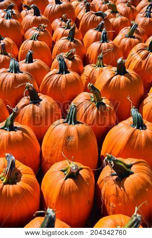 Pumpkin Background