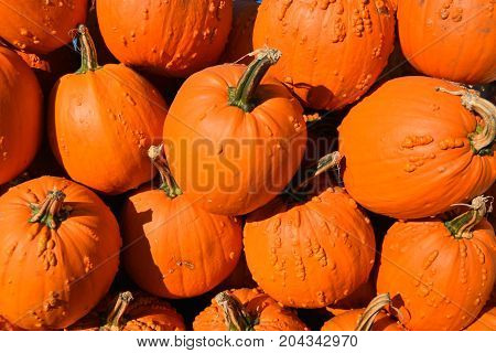 Pumpkin Background