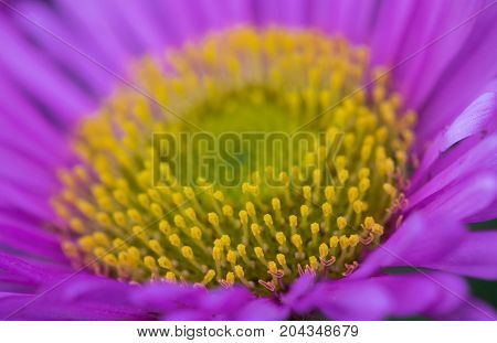 an amazing macro shot of a lovely colourful flower.