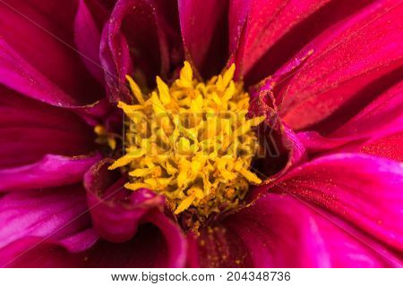 an amazing macro shot of a lovely colourful flower.