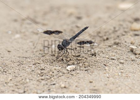 Band-winged Dragonlet Dragonfly Closeup On Sandy Ground