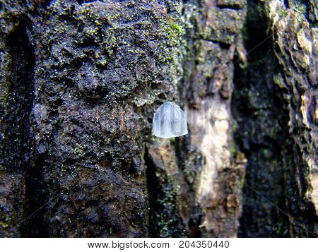 The mushroom is like a transparent white jellyfish on the trunk of a tree.