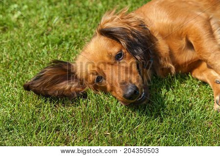 dog lying on back on green grass, mixed spaniel dogs spaniel