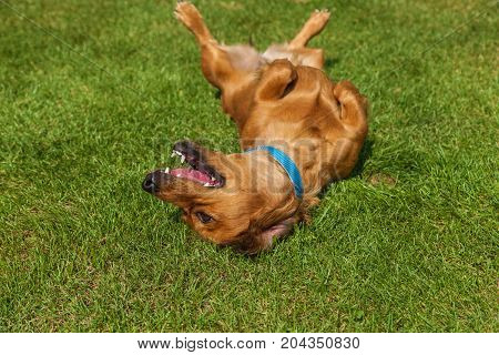 dog lying on back on green grass, mixed spaniel dogs spaniel