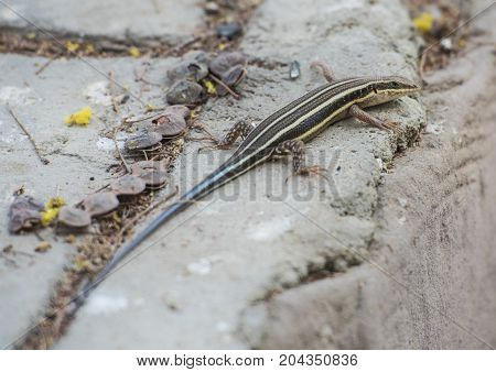 Blue-tailed Skink Lizard On A Rock Wall
