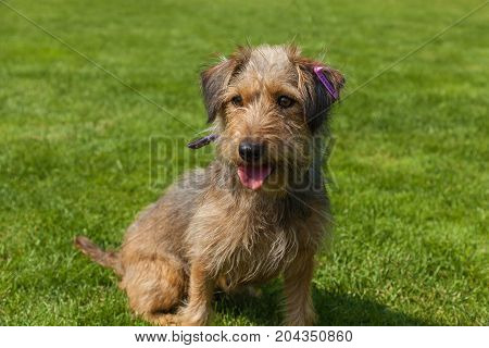 funny hairy dog, mixed spaniel dogs spaniel