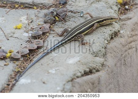Blue-tailed Skink Lizard On A Rock Wall