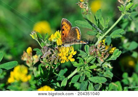 The purple-edged copper (Lycaena hippothoe) is a butterfly of the family Lycaenidae. Female.