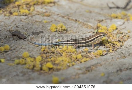 Blue-tailed Skink Lizard On A Rock Wall