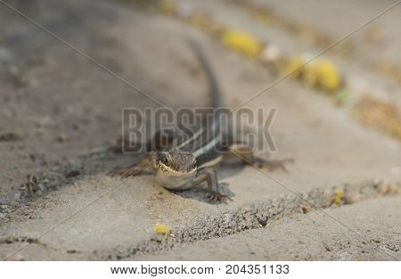 Blue-tailed Skink Lizard On A Rock Wall