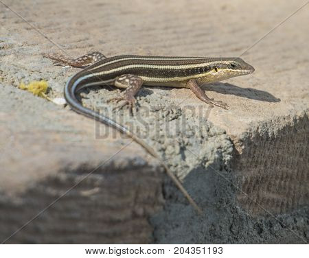 Blue-tailed Skink Lizard On A Rock Wall