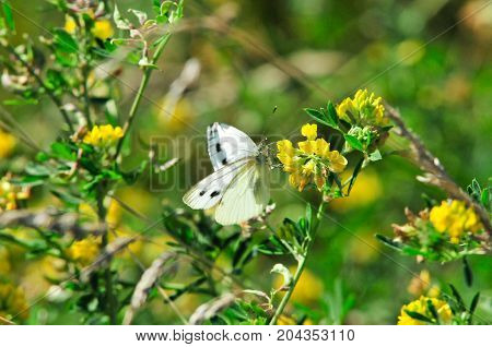 Pieris brassicae, the large white, cabbage butterfly, cabbage white, cabbage moth, large cabbage white, is a butterfly in the family Pieridae.