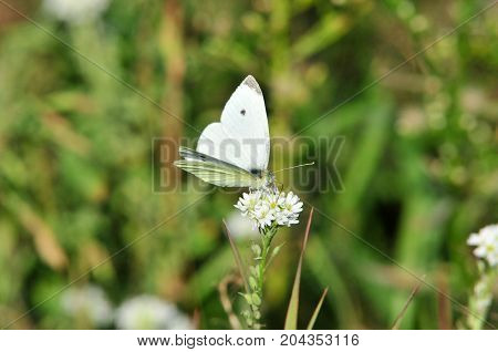 Pieris brassicae, the large white, cabbage butterfly, cabbage white, cabbage moth, large cabbage white, is a butterfly in the family Pieridae.