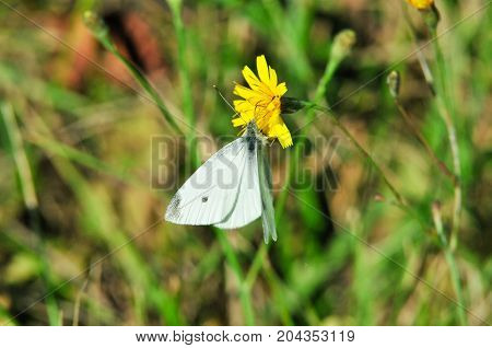 Pieris brassicae, the large white, cabbage butterfly, cabbage white, cabbage moth, large cabbage white, is a butterfly in the family Pieridae.