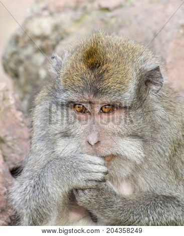 portrait of a Macaque monkey seen in Indonesia
