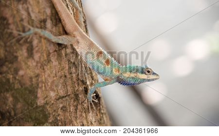 image of macro blue chameleon on the tree Natural color change
