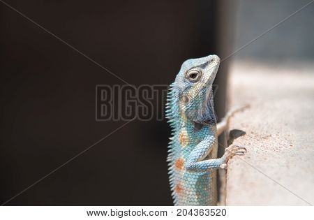 image of macro blue chameleon on nature background.