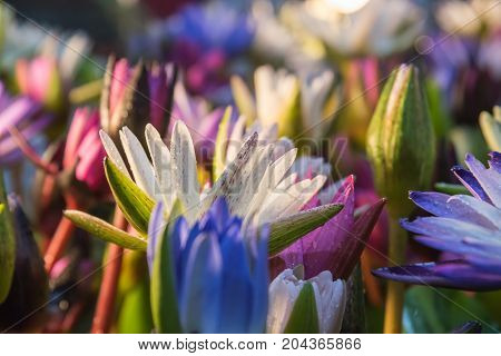 Lotus Flower (tropical Water-lily)