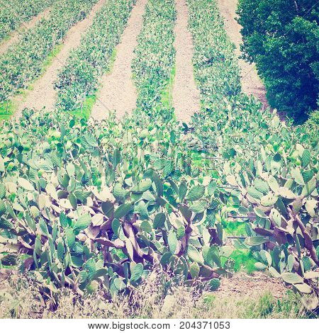 Plantation of Prickly Pear in Sicily Italy Instagram Effect