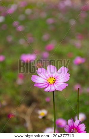 Colourful Calliopsis Flower Blooming Under The Sunshine