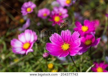 Colourful Calliopsis Flower Blooming Under The Sunshine