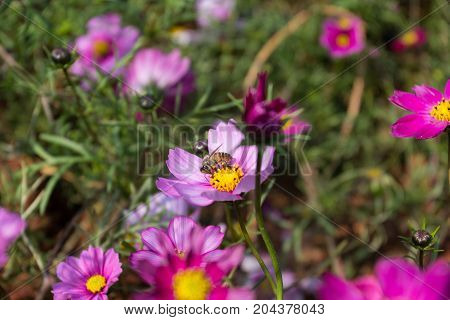 Colourful Calliopsis Flower Blooming Under The Sunshine