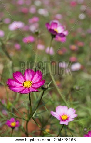 Colourful Calliopsis Flower Blooming Under The Sunshine
