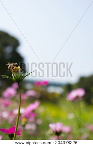 Colourful Calliopsis Flower Blooming Under The Sunshine