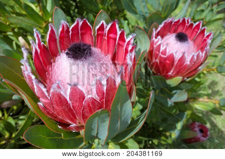 Pink King Protea Plant