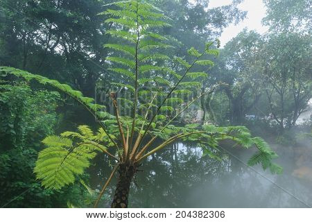 Cyatheales, Tree Fern