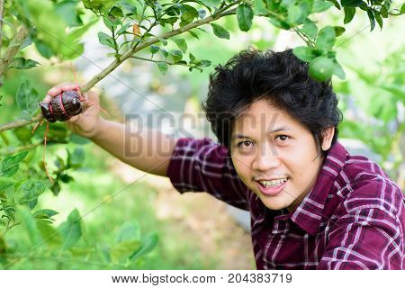 Asian young farmer grafting on lime tree branch,induced root,agricultural technique
