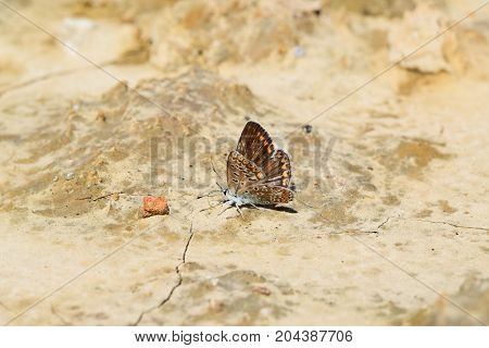 Brown butterfly Pararge aegeria sitting in an empty land, closeup