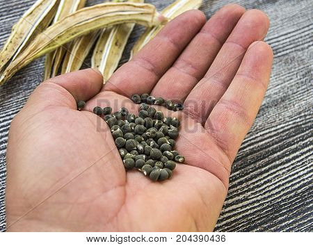 okra seeds, okra produce seed, okra seed for sowing,