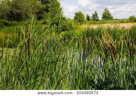 Common bulrush (Typha latifolia) or Broadleaf cattail