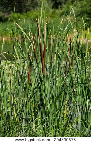 Common bulrush (Typha latifolia) or Broadleaf cattail