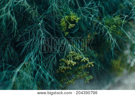 Dill Blossoms, Plants And Flowers