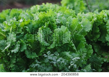 Rows Of Salad On A Large Field