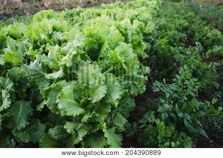 Rows Of Salad On A Large Field