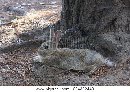 MARINA DI MASSA, ITALY - AUGUST 22 2015: light brown rabbit standing in a park through pine needles