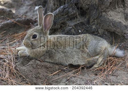 MARINA DI MASSA, ITALY - AUGUST 22 2015: light brown rabbit standing in a park through pine needles