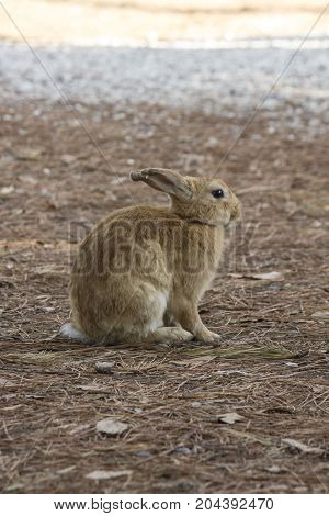 MARINA DI MASSA, ITALY - AUGUST 22 2015: light brown rabbit standing in a park through pine needles
