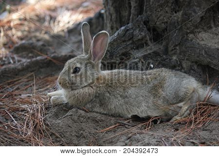 MARINA DI MASSA, ITALY - AUGUST 22 2015: light brown rabbit standing in a park through pine needles in the shadow