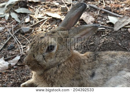 MARINA DI MASSA, ITALY - AUGUST 22 2015: Light brow rubbit muzzle close up