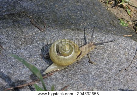 MARINA DI MASSA, ITALY - AUGUST 25 2015: yellow snag walking on a stone trough twigs