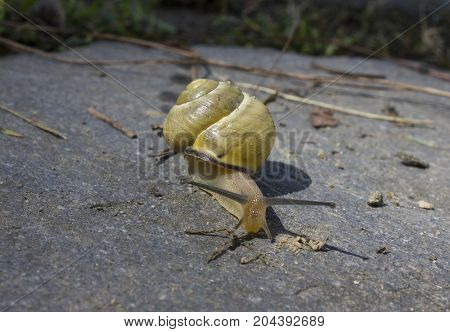 MARINA DI MASSA, ITALY - AUGUST 25 2015: yellow snag walking on a stone trough twigs