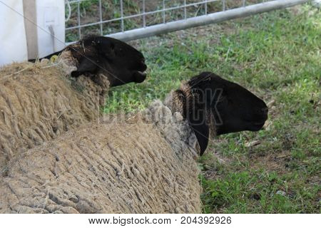 Two sheeps sit on the ground in afarm in Tuscany Italy