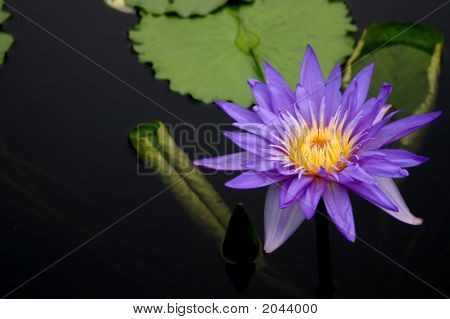 Ninfea viola