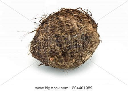 Taro close up of root vegetable on white background