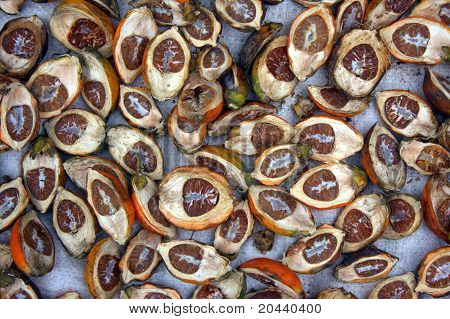 Areca