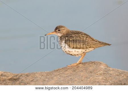 Spotted sandpiper on a rock on the shore of Meadowlark Lake WY